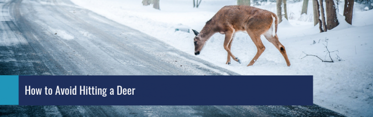 How To Avoid Hitting A Deer - Strock Insurance